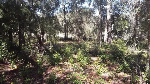 Land Near Rainbow River