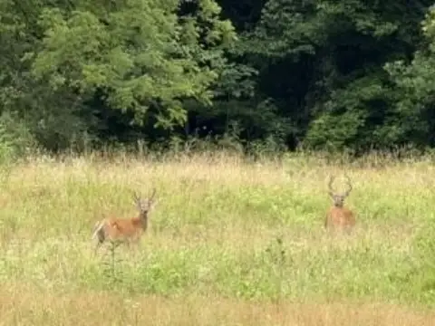Hunting Land with Creek Frontage