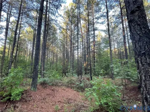 Timber and Hunting Land Parcel
