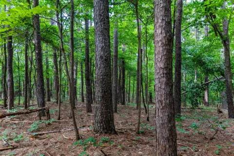 Timbered Recreation Land Tract