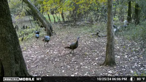 56.69 Acre Hunting Land