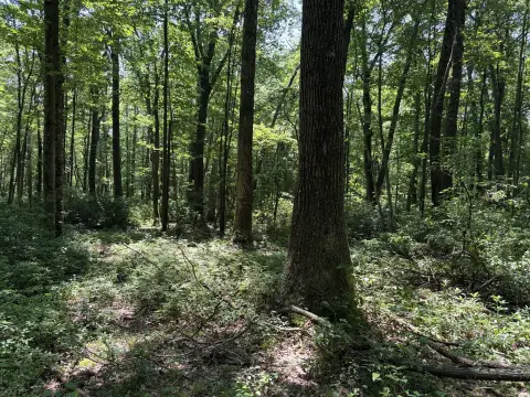 Wooded Hunting Land