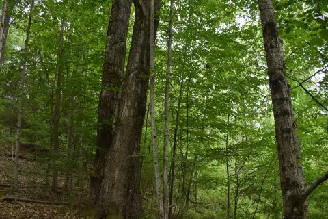 Wooded Hunting Land