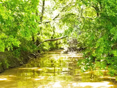 38 Acres of Farmland