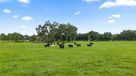 Working Cattle Ranch