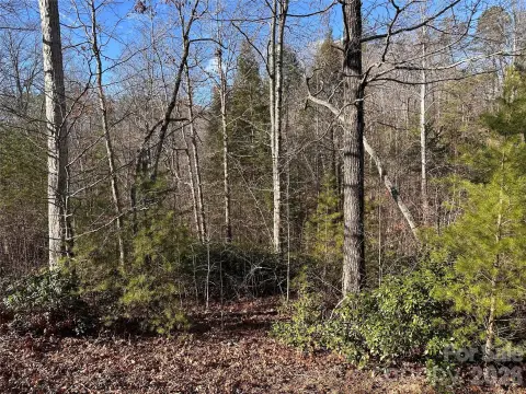 Wooded Lot in Vista Development