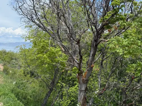 Residential Land in Garden City