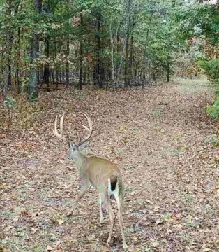 114-Acre Hunting Land with Pond