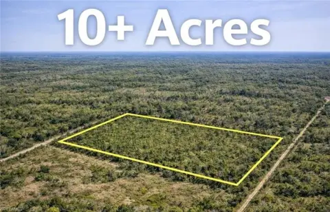 Saw Palmetto Land