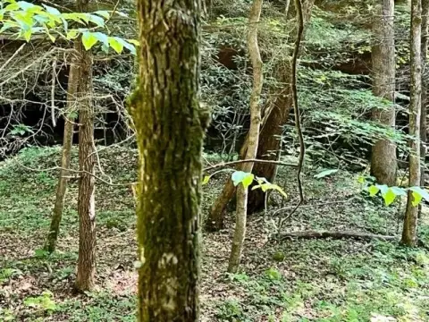 Secluded 100-Acre Beattyville Land