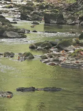 82 Acres of Wooded Land