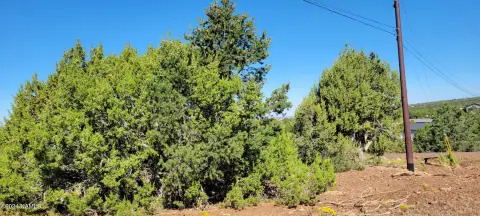 Heavily Treed Lot in Williams, AZ