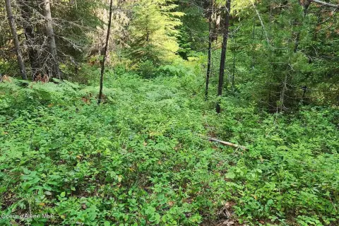 Forested Recreation Land