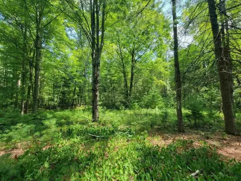 Wooded Residential Land