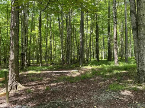 Flat Wooded Building Lot
