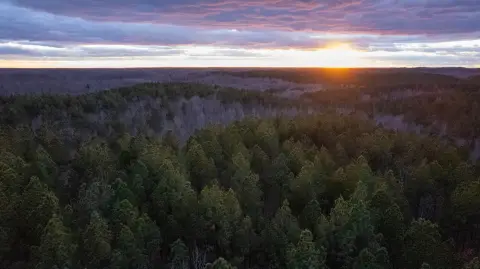 Holladay, TN Wooded Recreational Tract