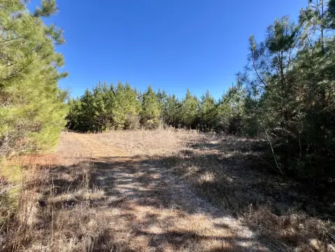 95 Acres Hunting Land, Toxey AL