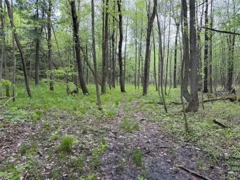 South Dayton Hunting and Recreational Land