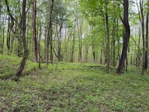South Dayton Wooded Land
