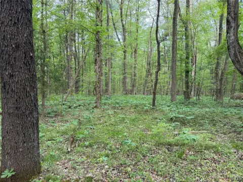 South Dayton Wooded Land