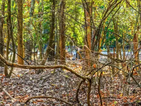 Unimproved Land in Tall Tree