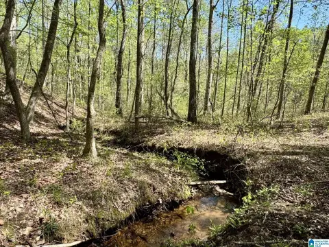 9.93 Acres in Roanoke, AL