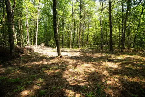Wooded Hunting Land