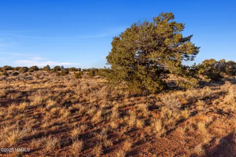 Williams, AZ Treed Lot