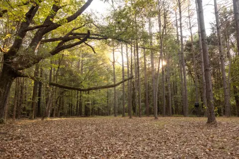Hunting Land with Planted Pines