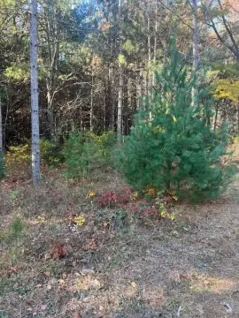 Wooded Land Parcel in Big Rapids