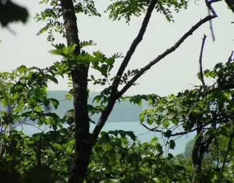 Wooded Lot in Lost Bridge