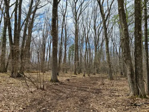 Mature Hardwood Forest Land