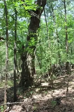 Wooded Recreational Land