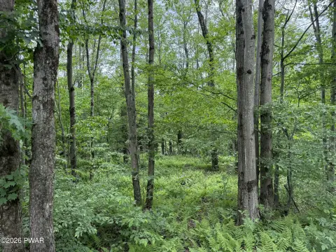 Level Recreational Hunting Land