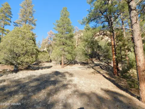 Nutrioso Timbered Acres For Sale