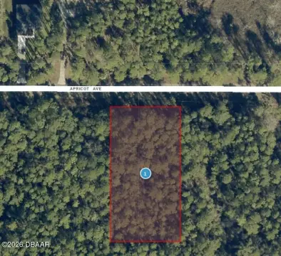 Untouched Acre Lot in Eustis