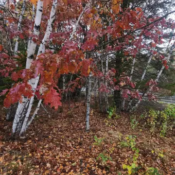 Maine Land with Existing Well