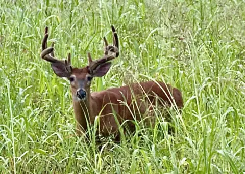 Hunting Land with Creek and Pasture