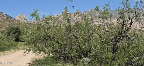Four Contiguous Home Lots