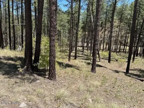 Timberland Lot in Alpine, AZ