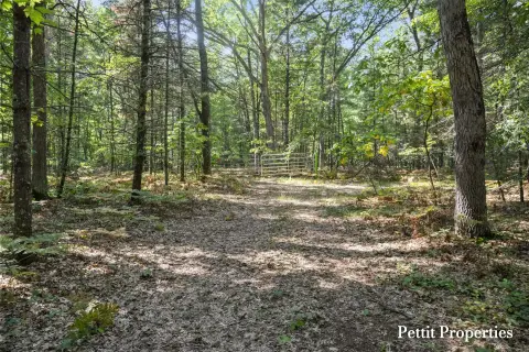 Whitetail Hunting Land