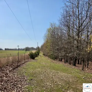 Wooded Hunting and Recreation Tract