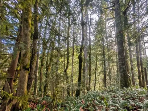 Welches Land: Build Your Dream