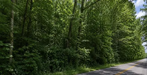 Wooded Recreational Tract