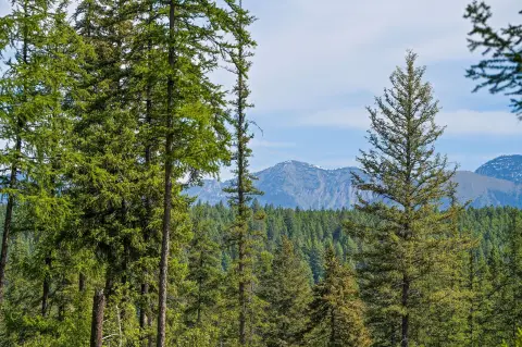 Bigfork, MT Land Opportunity