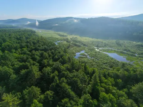 Wooded Hunting Land with Road Frontage