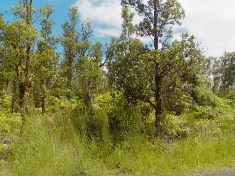 Forested Land in Eden Roc