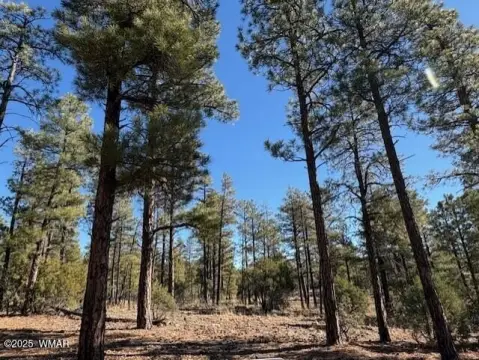 Residential Land in Torreon, Show Low