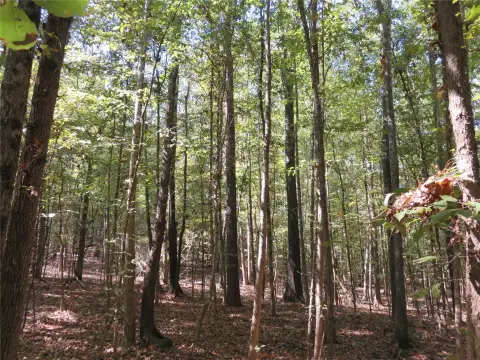 Pine And Hardwood Land
