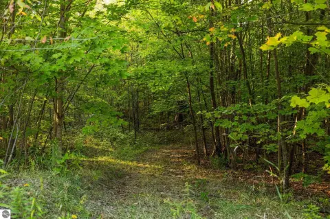 Wooded Hunting Land